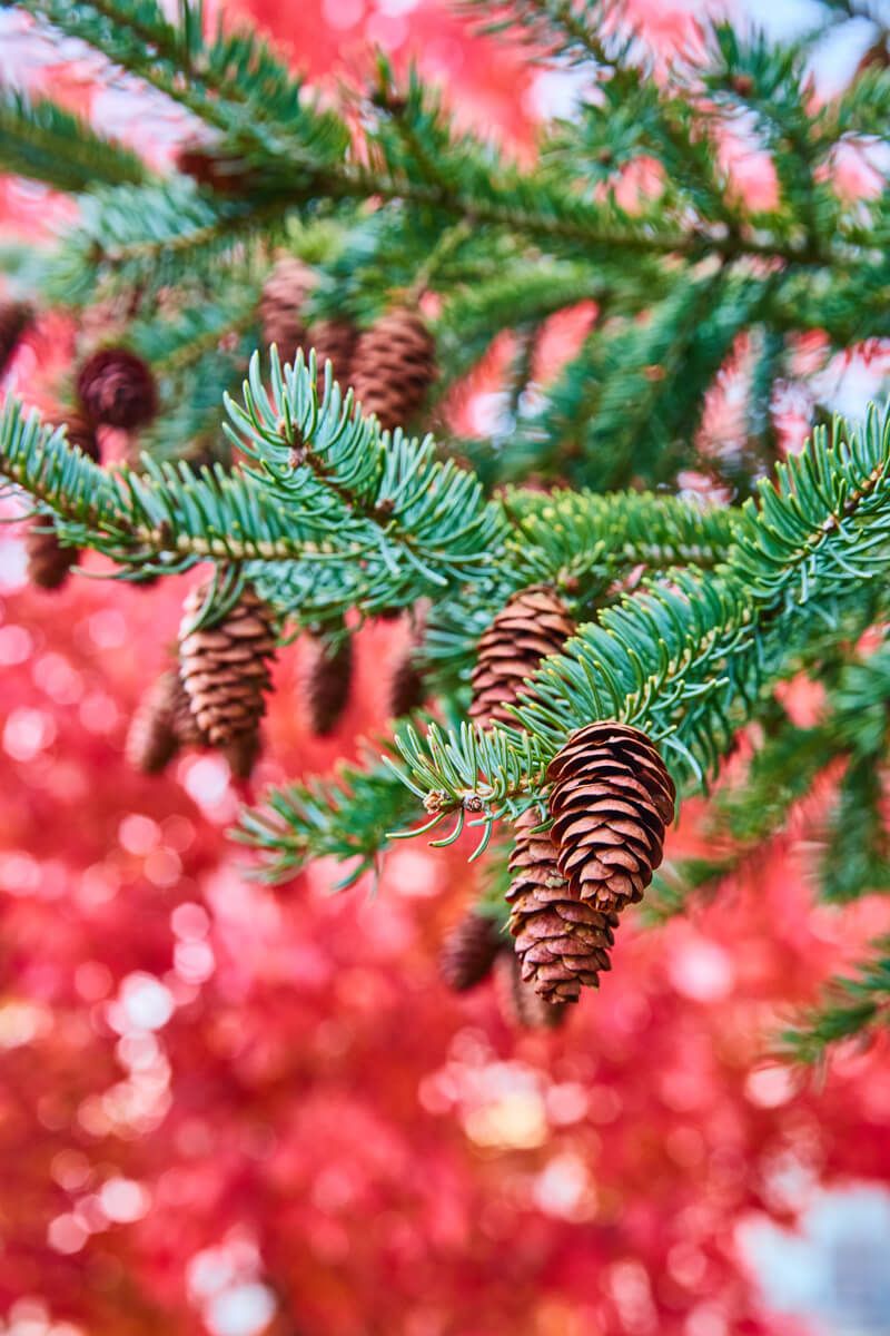 Pinecones with red tree in background